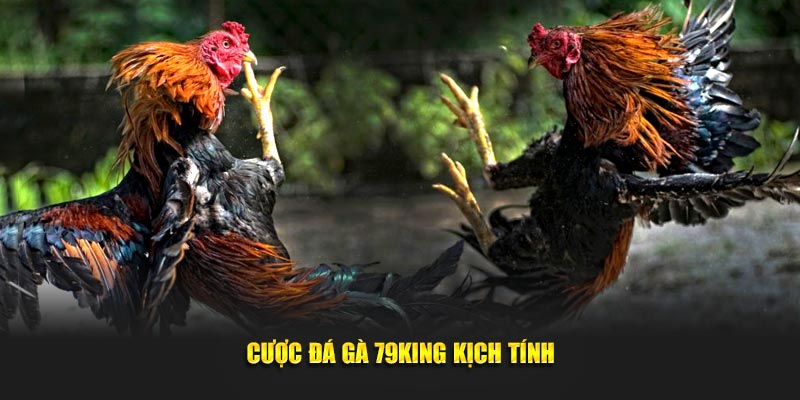 Cược đá gà 79KING kịch tính