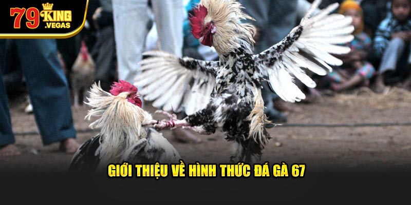 Giới thiệu về hình thức đá gà 67